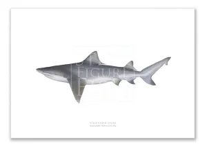 Speartooth Shark, Glyphis glyphis (Müller & Henle 1839) - Fine Art Print